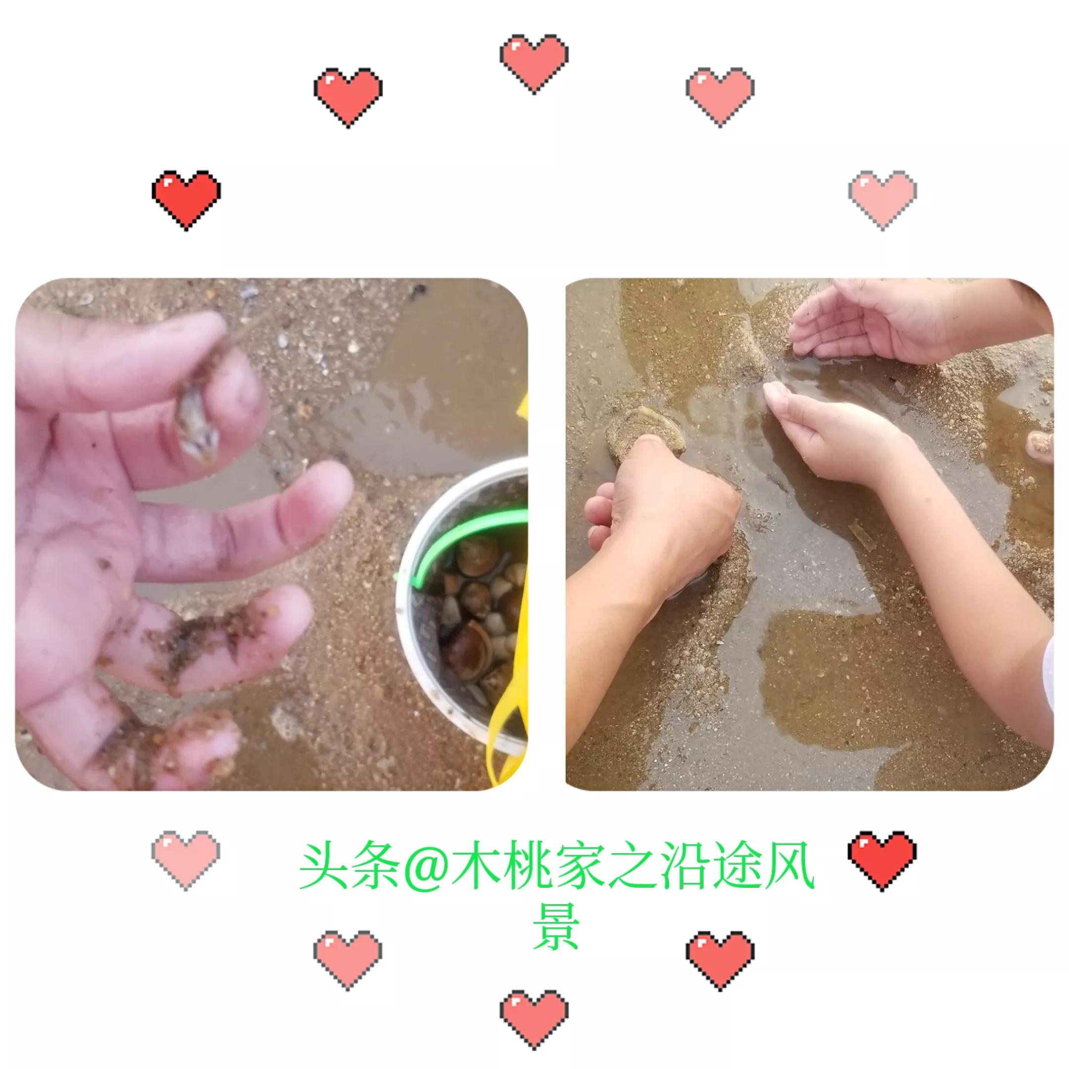 东平赶海沙滩,东平赶海最佳地方