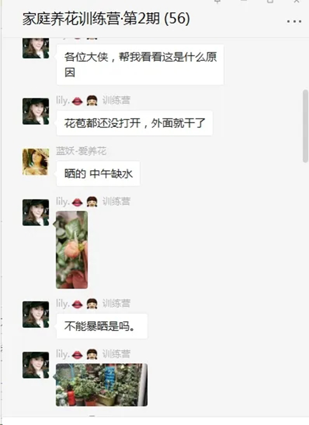 月季花开一半就不开了怎么回事,月季花开一半花蕊烂了是什么原因