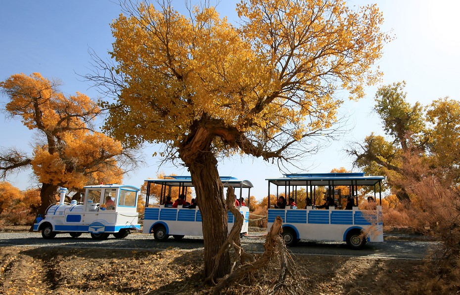 额济纳旗住宿一般多少钱,国庆额济纳旗胡杨林攻略