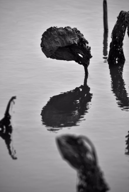 常德，那些惊艳夏日的荷花