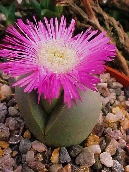 多肉生石花好看视频,多肉生石花开图