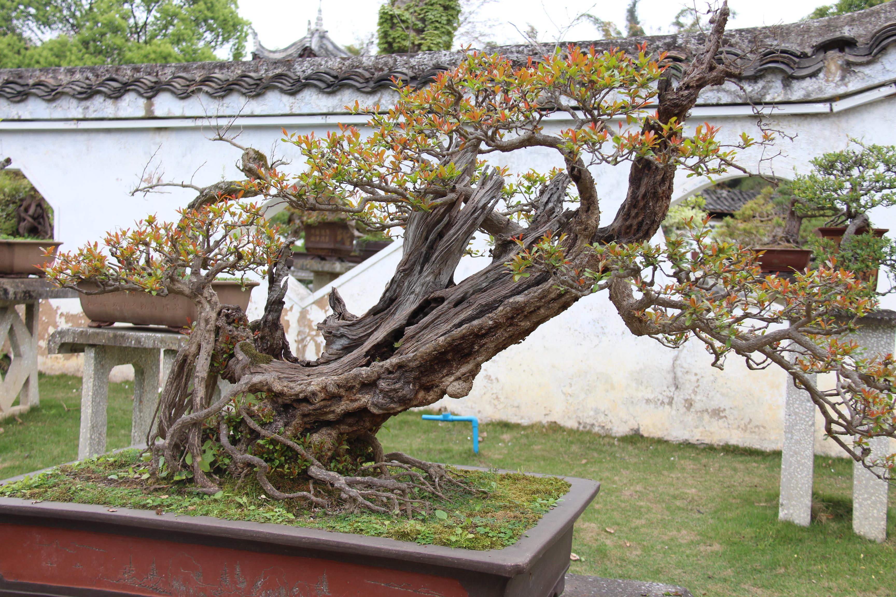 贵州黄果树天星桥瀑布太美了,打卡贵州安顺黄果树大瀑布景点