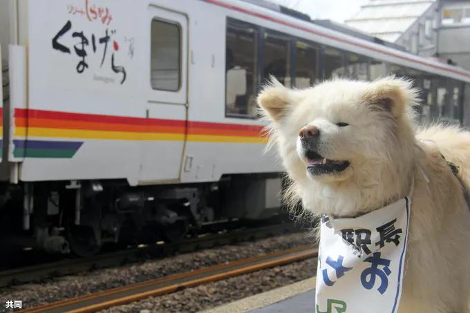 日本网红狗狗去世,日本狗死了