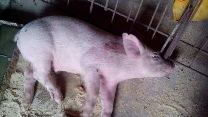 春季生猪口蹄疫怎么防治,猪口蹄疫高发季节是每年的几月份