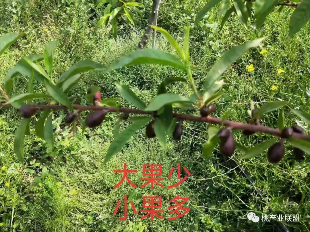 桃奴！桃奴！坚决不能留