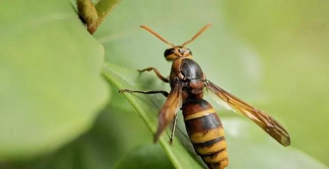 比葫芦蜂大的野蜂,葫芦蜂和虎头蜂