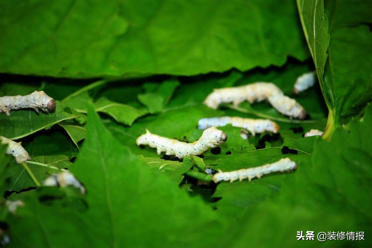 手工剥丝棉,手工剥丝和机器剥丝