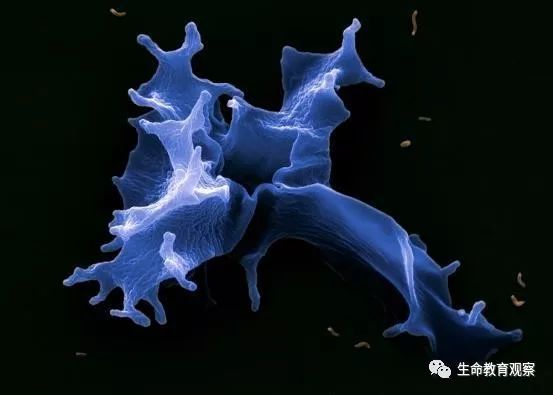 看完后，整个人都有点不对劲了（传播生物知识）