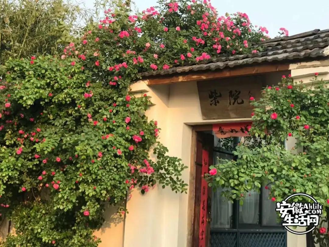 合肥春节免费景点一览表,合肥网红免费打卡景点