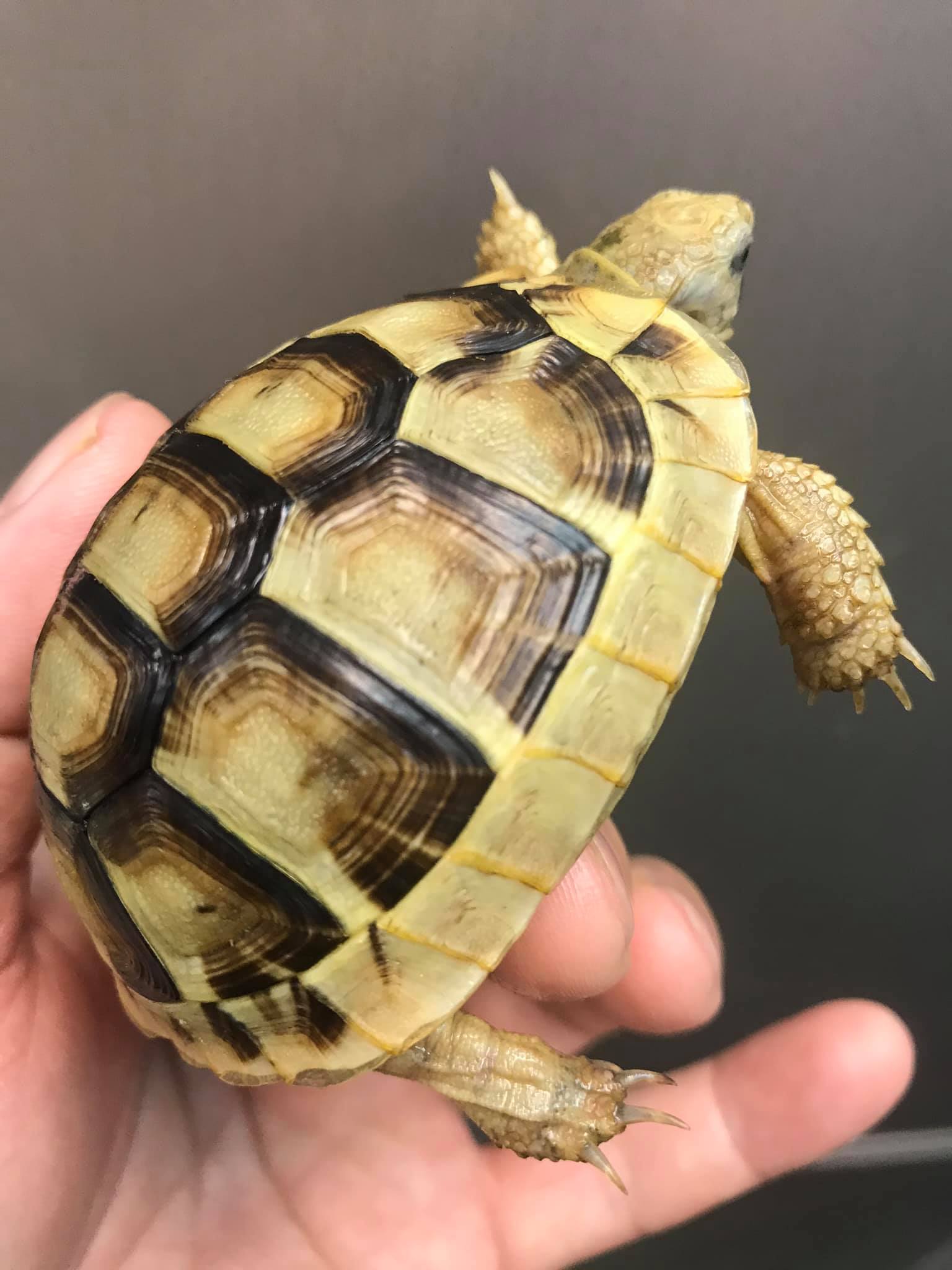 欧洲陆龟排酸吗,欧洲陆龟的图片