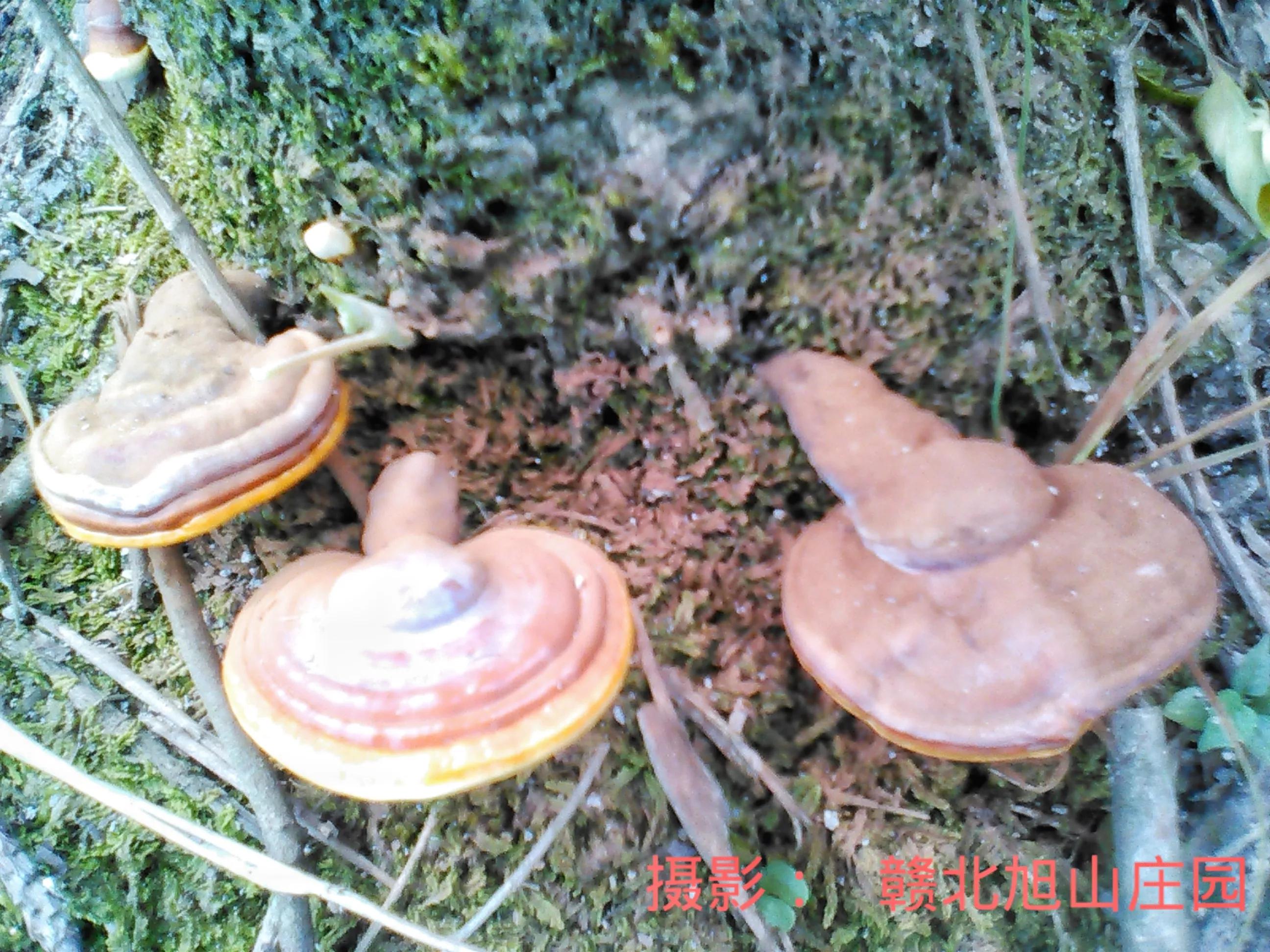 江西省赣北旭山庄园,灵芝旭山庄园