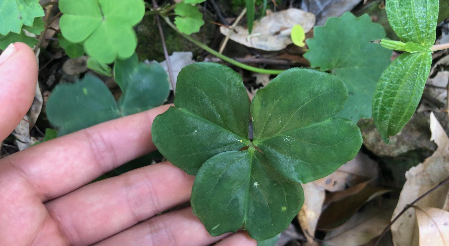 铜锤草别名大全,中药材铜锤草
