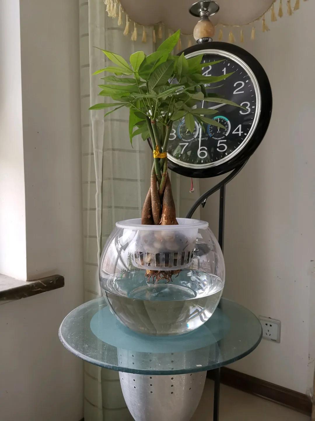 养花土的管理,土培养花怎么养才不会爆盆