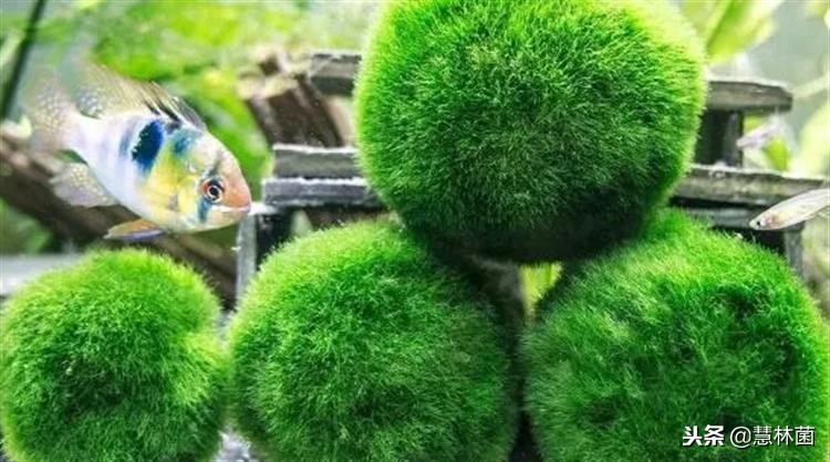 新兴萌宠动物,萌宠海藻球