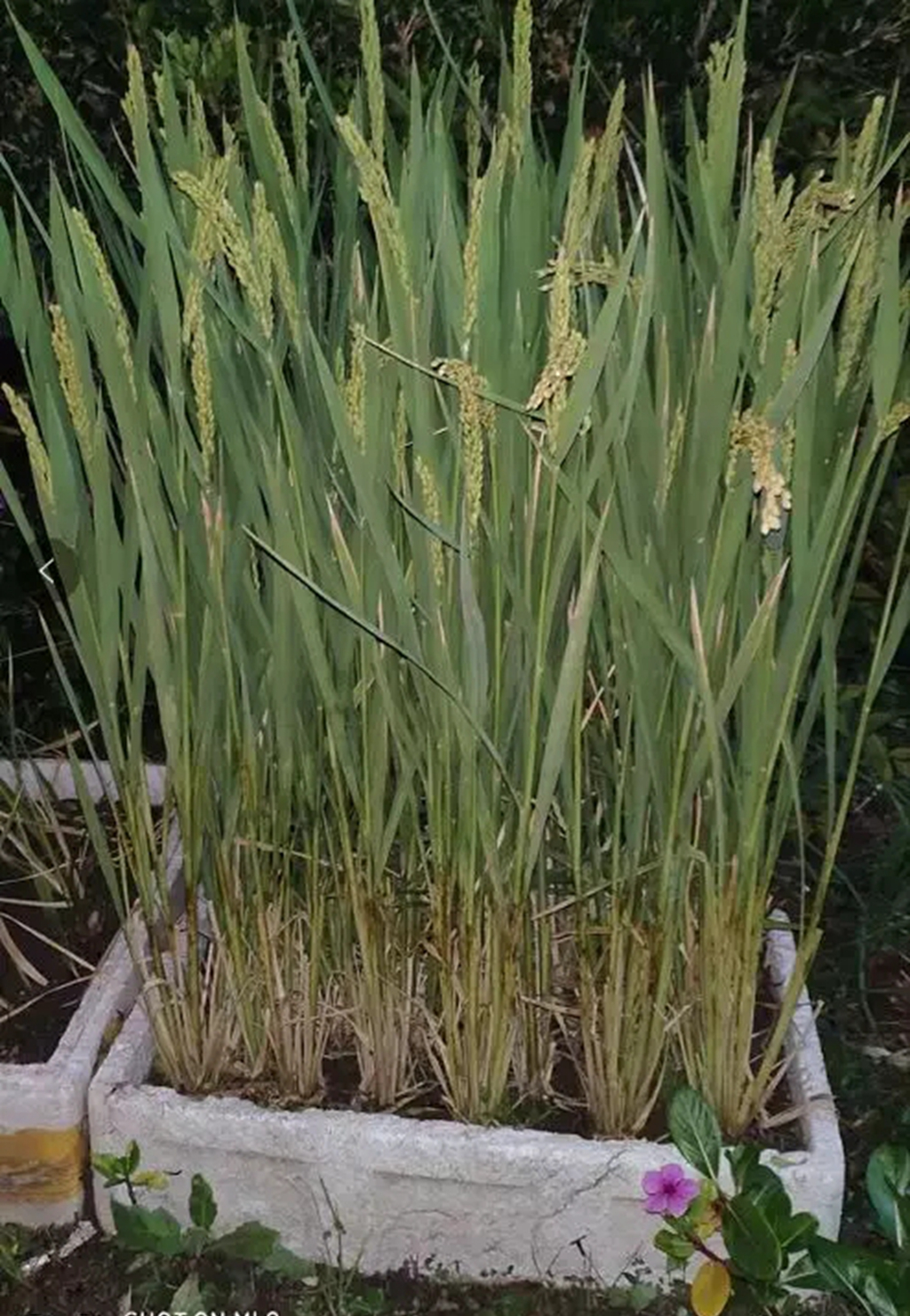 盆栽稻壳,稻壳盆栽的优点和弊端