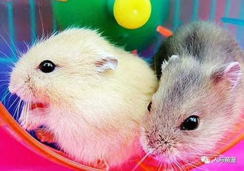 怎么饲养仓鼠要注意什么,饲养仓鼠的注意事项都有哪些