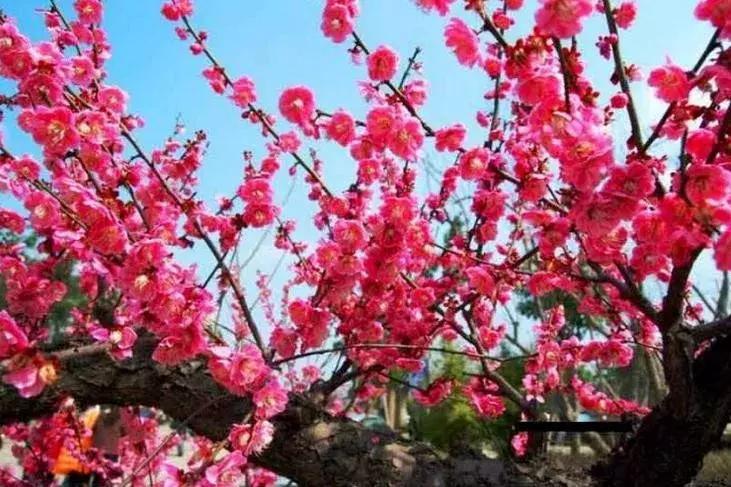 这些梅花真是美不胜收,所有梅花类型