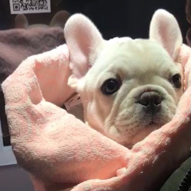 你家法斗是怎么样的,法斗突然撅屁股是怎么回事