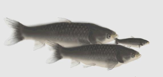 自制酒米窝料哪家渔具店铺好用,渔具窝料配方大全