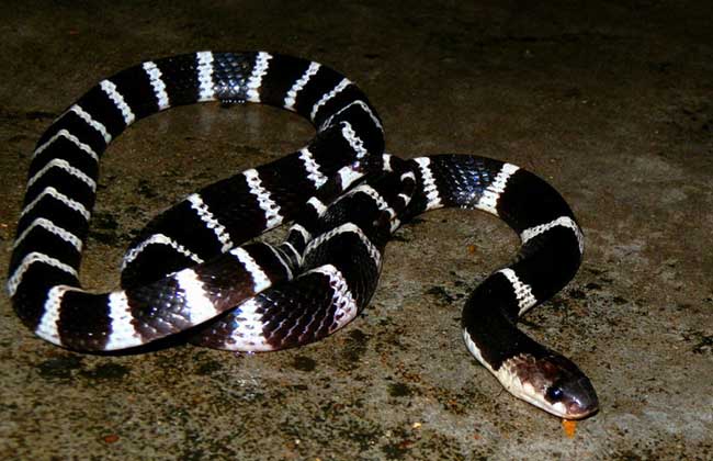 有毒蛇的地方长什么草,有毒蛇和无毒蛇咬的伤口区别