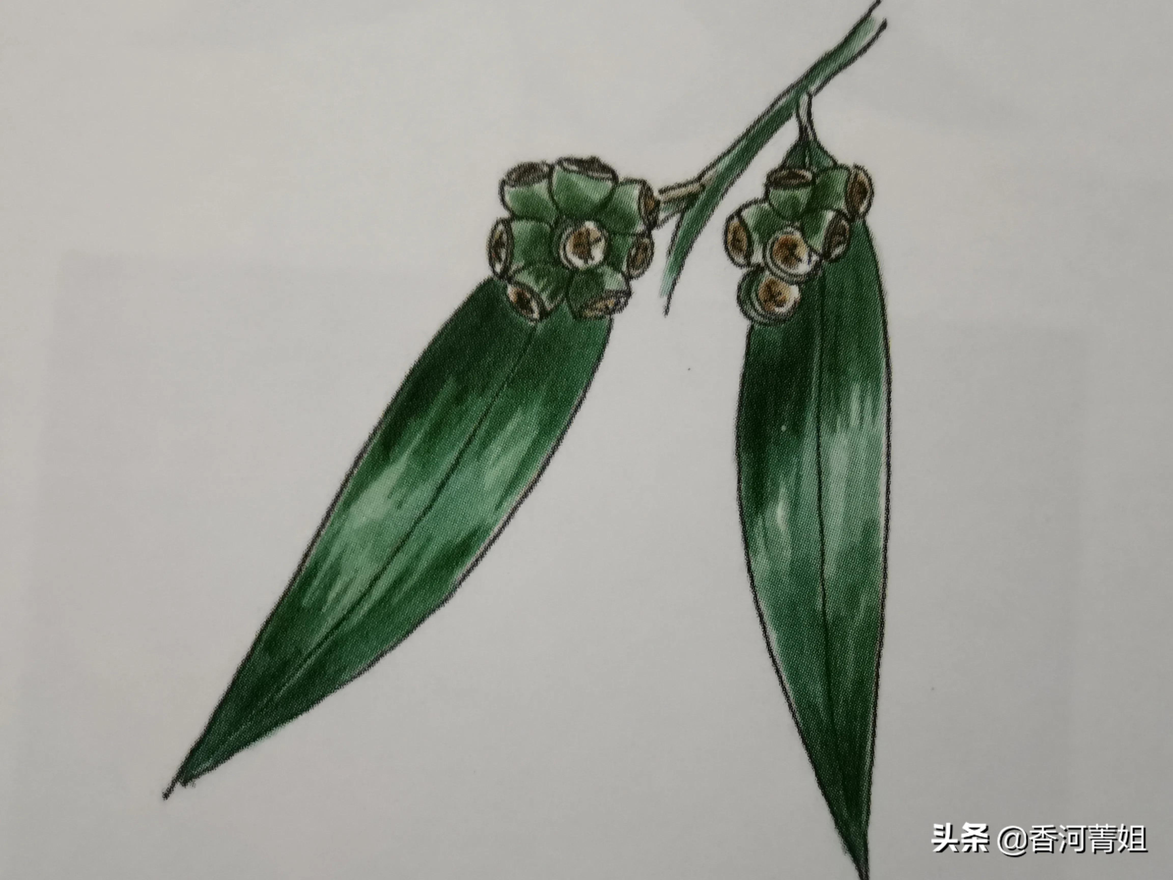 玫瑰桉板材,玫瑰桉