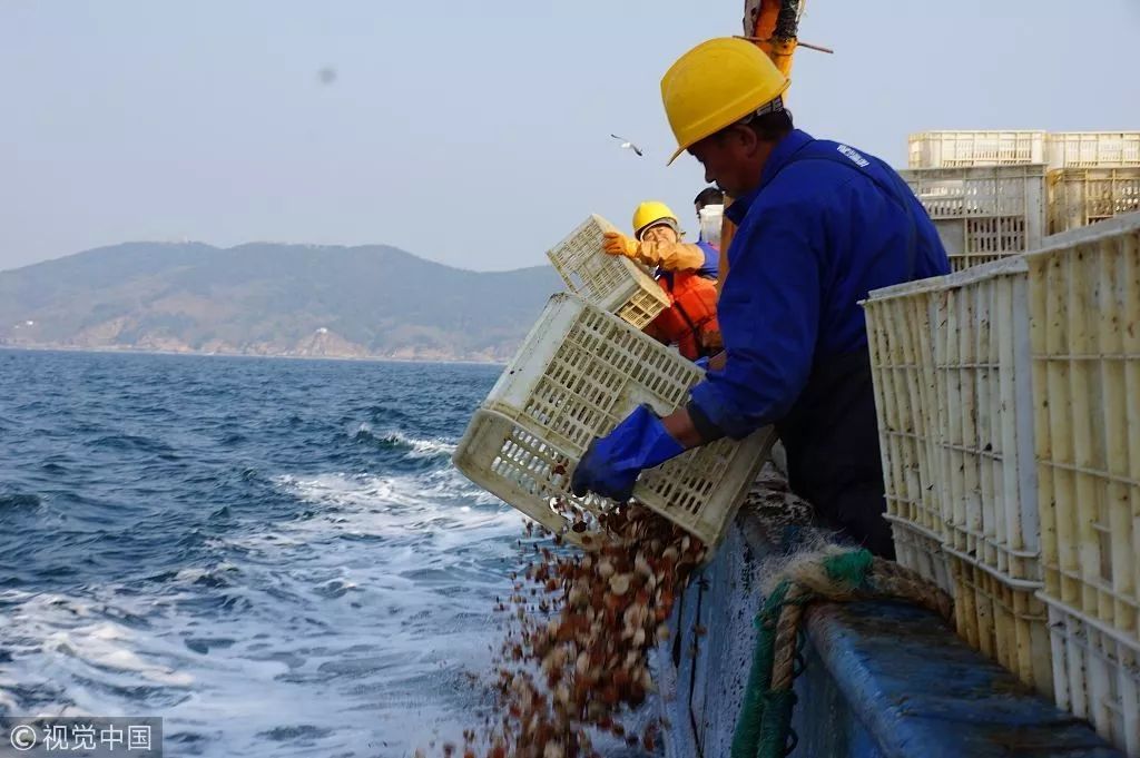 獐子岛扇贝逃跑,獐子岛扇贝跑路史