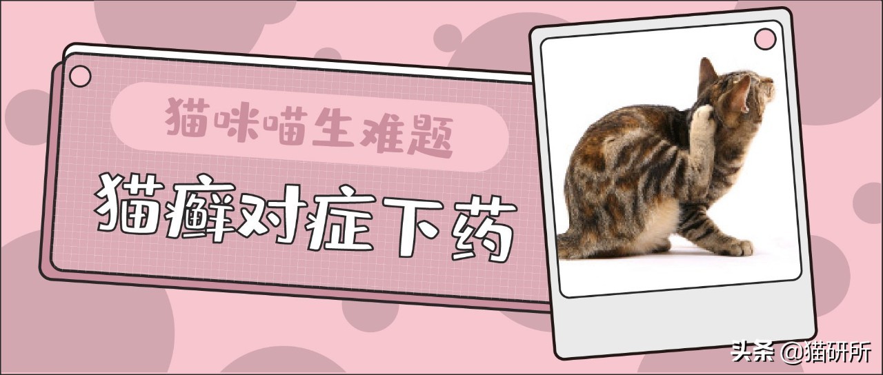 猫癣最全的药物治疗方法,如何快速的治愈猫癣