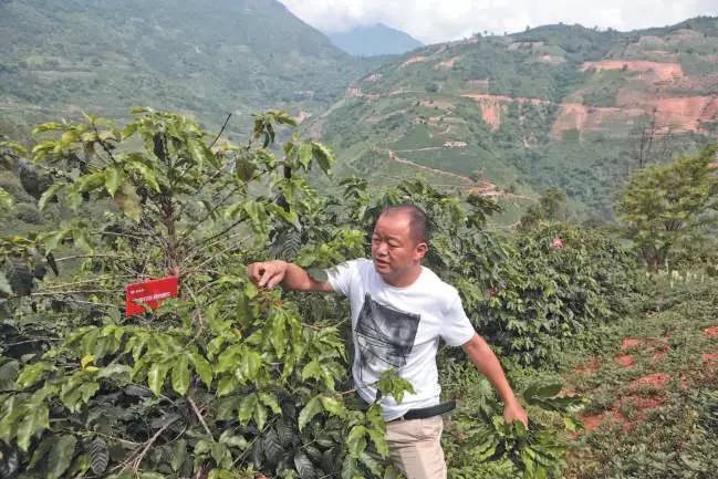 云南小粒咖啡产业现状及发展前景,云南小粒咖啡炭烧风味咖啡