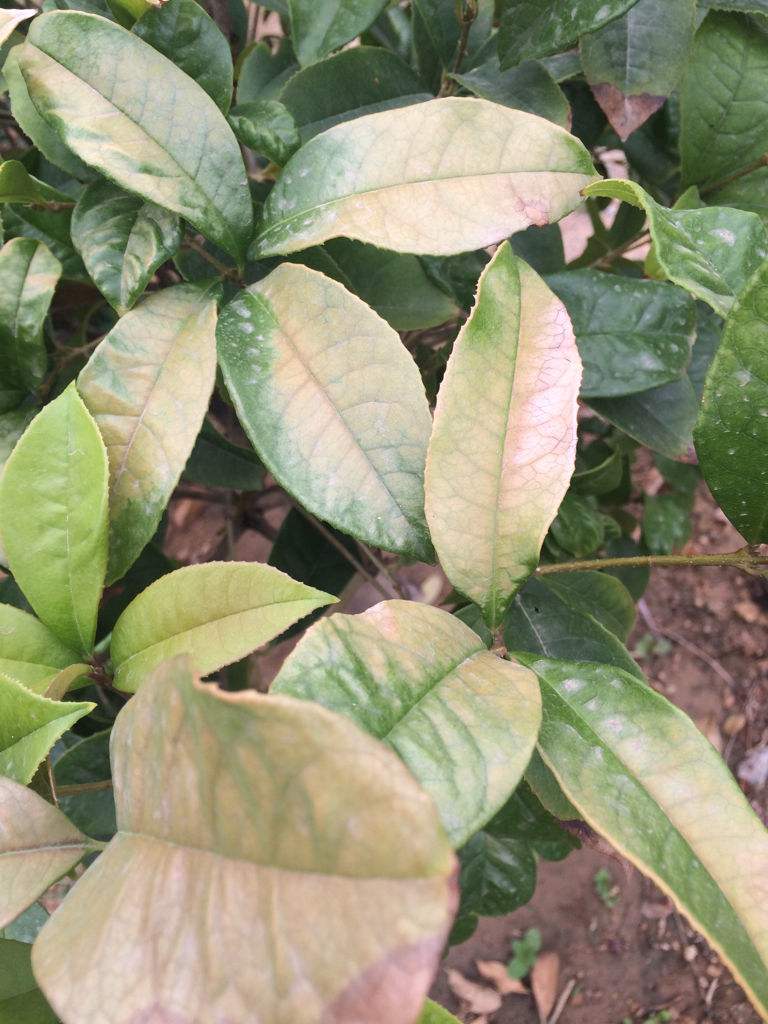 盆栽桂花花芽分化前别做这5件事，否则影响秋天开花