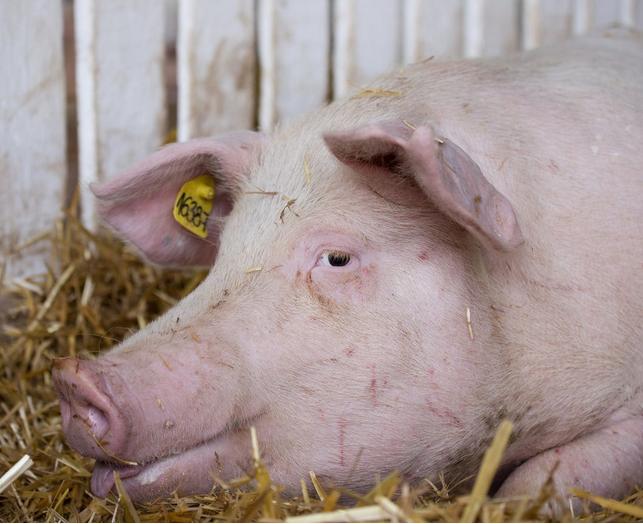 母猪不发情有什么方法能解决？这些好用的方法可以收藏一下