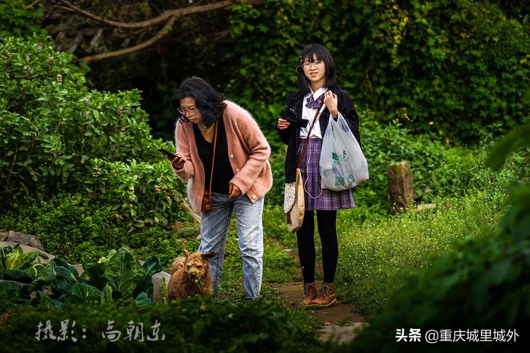 重庆的一个小岛,重庆江心岛是哪里