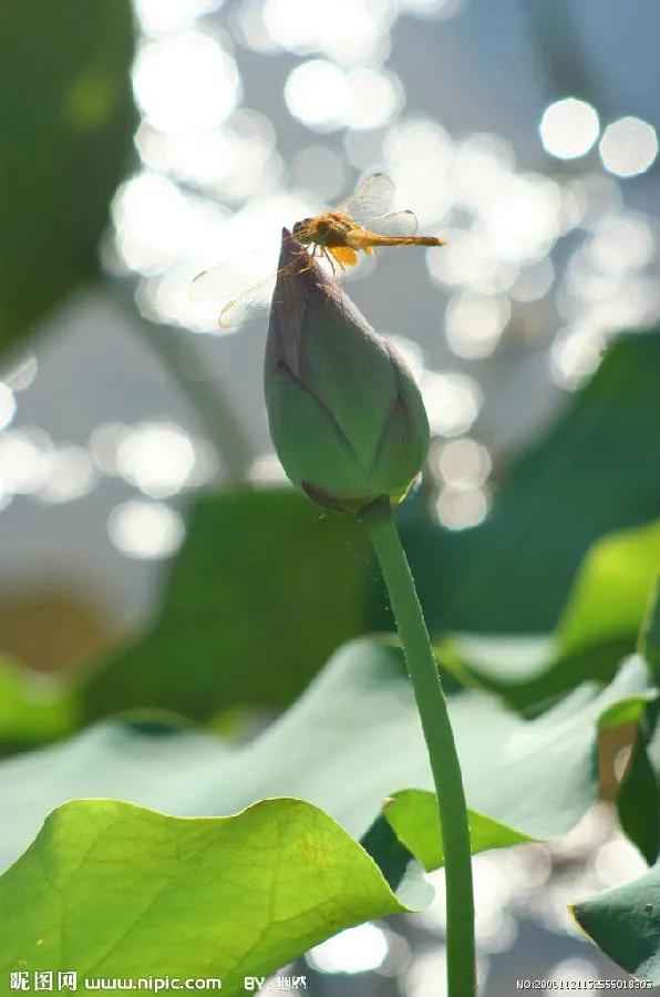 佛系最唯美的荷花图片,清新淡雅的荷花图片大全