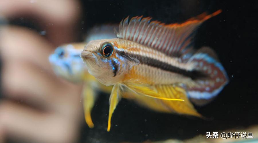 谁说养鱼是男人的专利？女神专属宠物鱼攻略驾到，男人们来提鞋吧