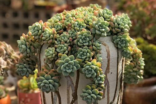 想要养好花几招教会你,劳尔怎么养出果冻色