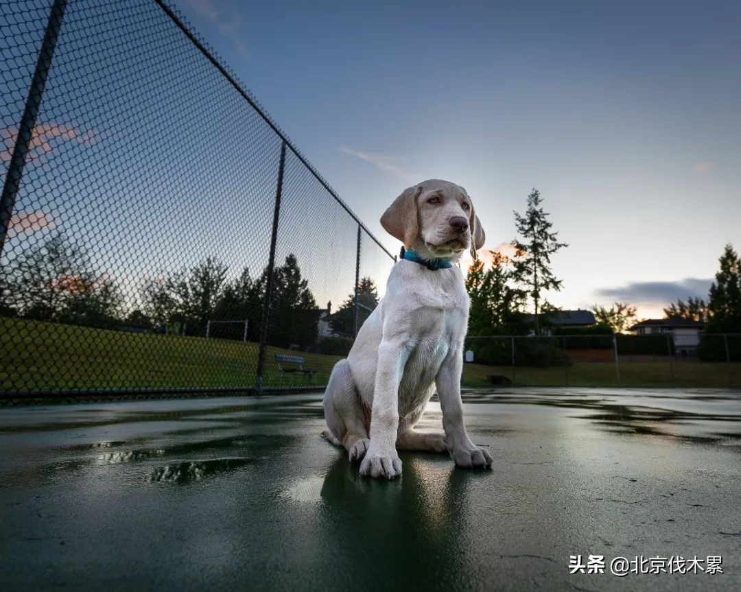 带宠物遛娃好去处,遛娃遛狗一起来