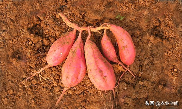 红薯淀粉的销路主要在哪里,红薯淀粉加工过程价格