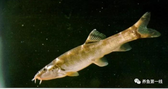 十种常见的水生动物,鳅科动物图片