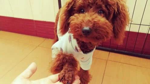 宠坏的泰迪犬,主人宠坏泰迪犬的表现