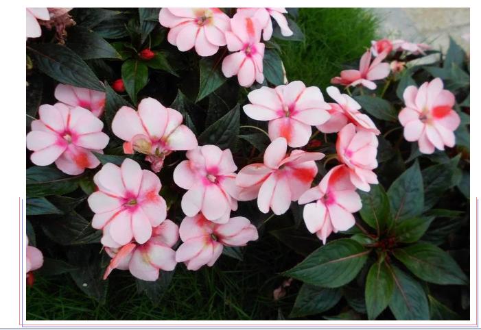 中草药各种花科普,花类的中草药有哪些