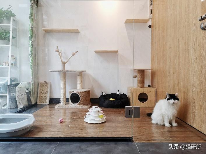 假期外出如何给猫咪找靠谱寄养,怎么找靠谱的猫咪寄养