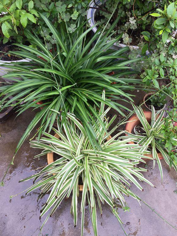 室内养什么植物对净化空气有效,什么植物净化空气最好室内好养