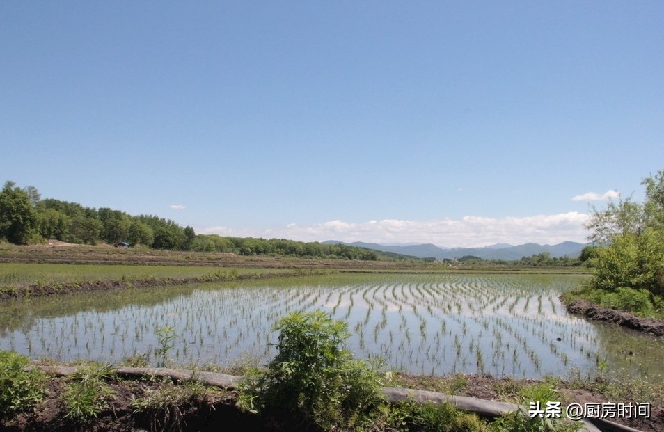 回农村过暑假的孩子太令人羡慕了，原来这些稀罕野味竟能随手可得
