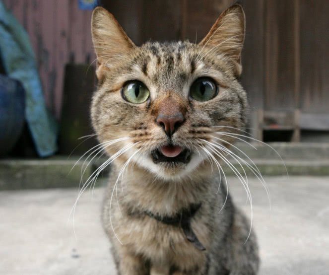 猫猫老是在猫砂盆里扒拉猫砂,为什么猫埋猫砂会扒拉猫砂盆