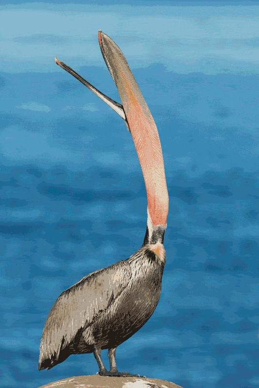 万物皆可吞的鹈鹕,鹈鹕万物皆可吞