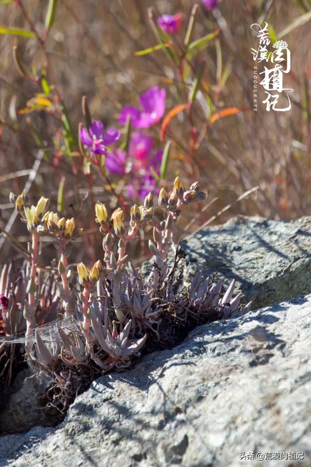 美国加州海岸仙女杯偷盗,美国加州仙女杯产业
