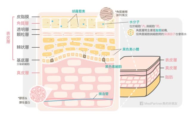 想要皮肤白,白里透红是什么颜色