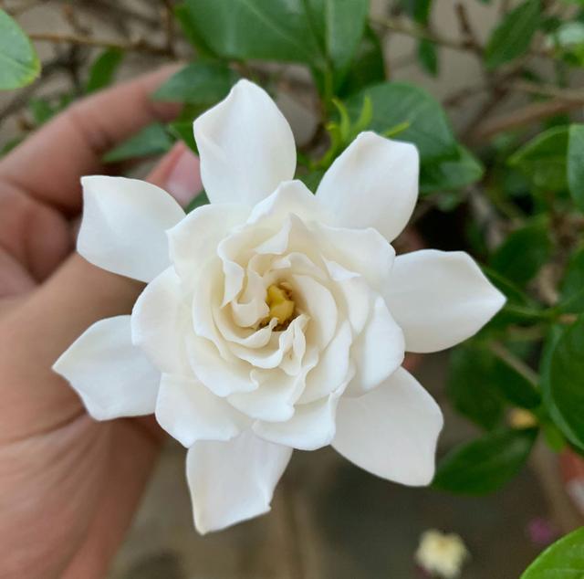 盆栽栀子花叶子干枯怎么办,栀子花放在阳台叶子发蔫怎么补救