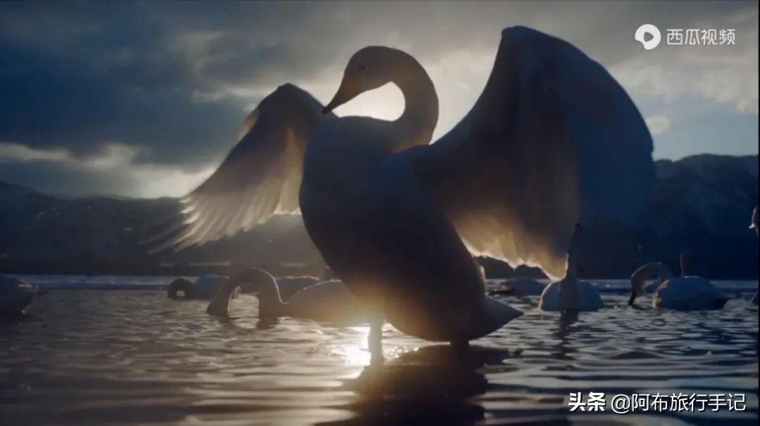 豆瓣9.1分，看过不足1500人，我却复盘了张日本最全野游图