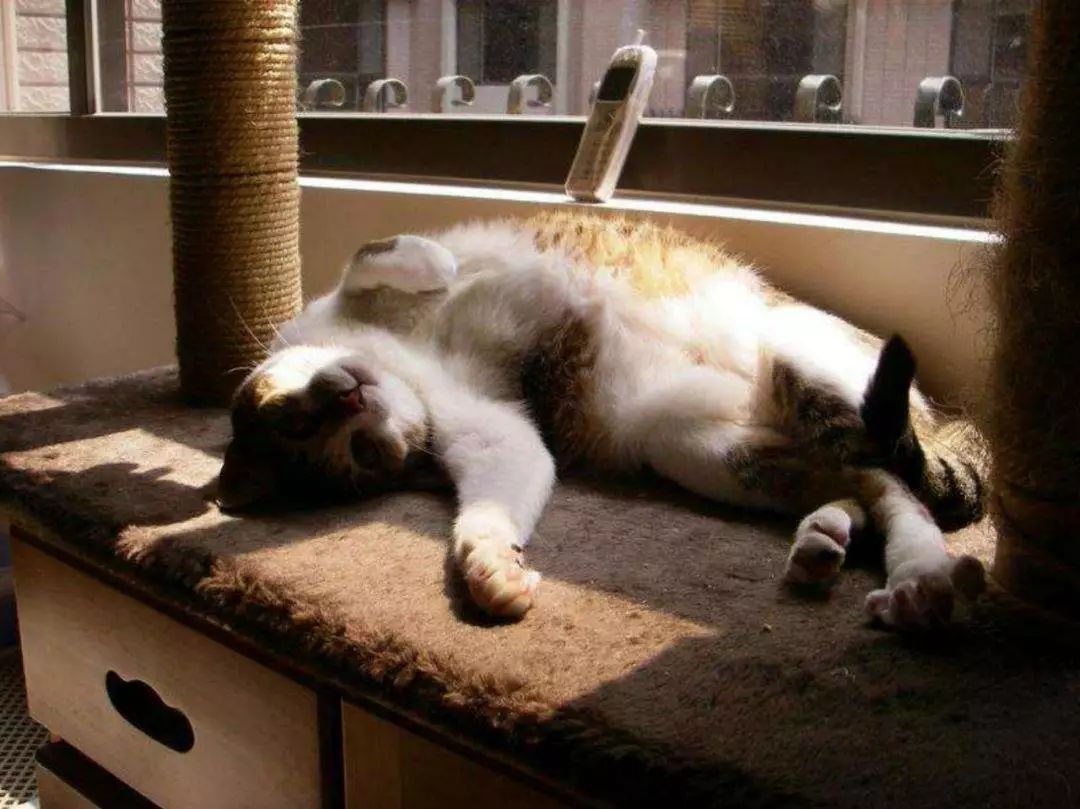 辟谣猫咪真的会记仇吗,猫咪生病怎么给猫咪保暖