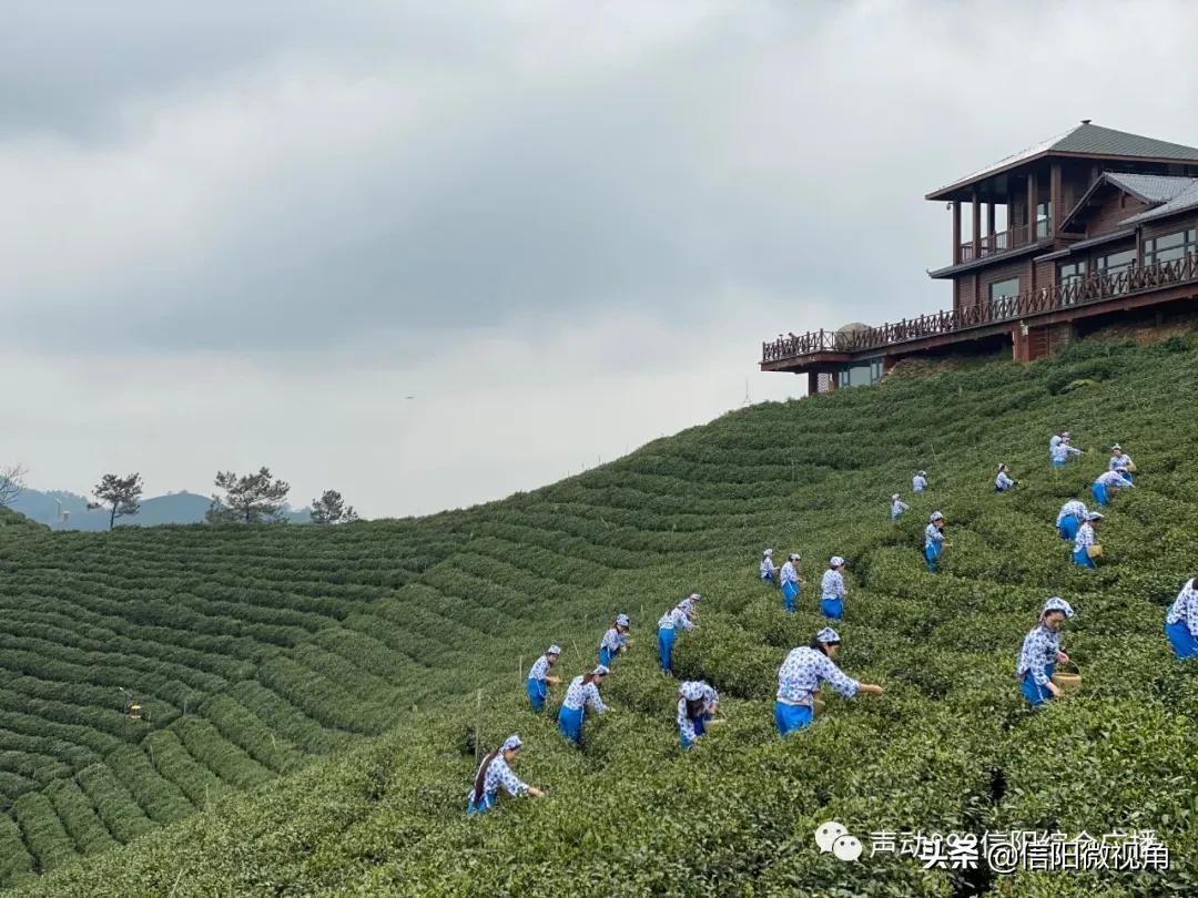 2024信阳茶叶开采节,2024年信阳毛尖开采仪式